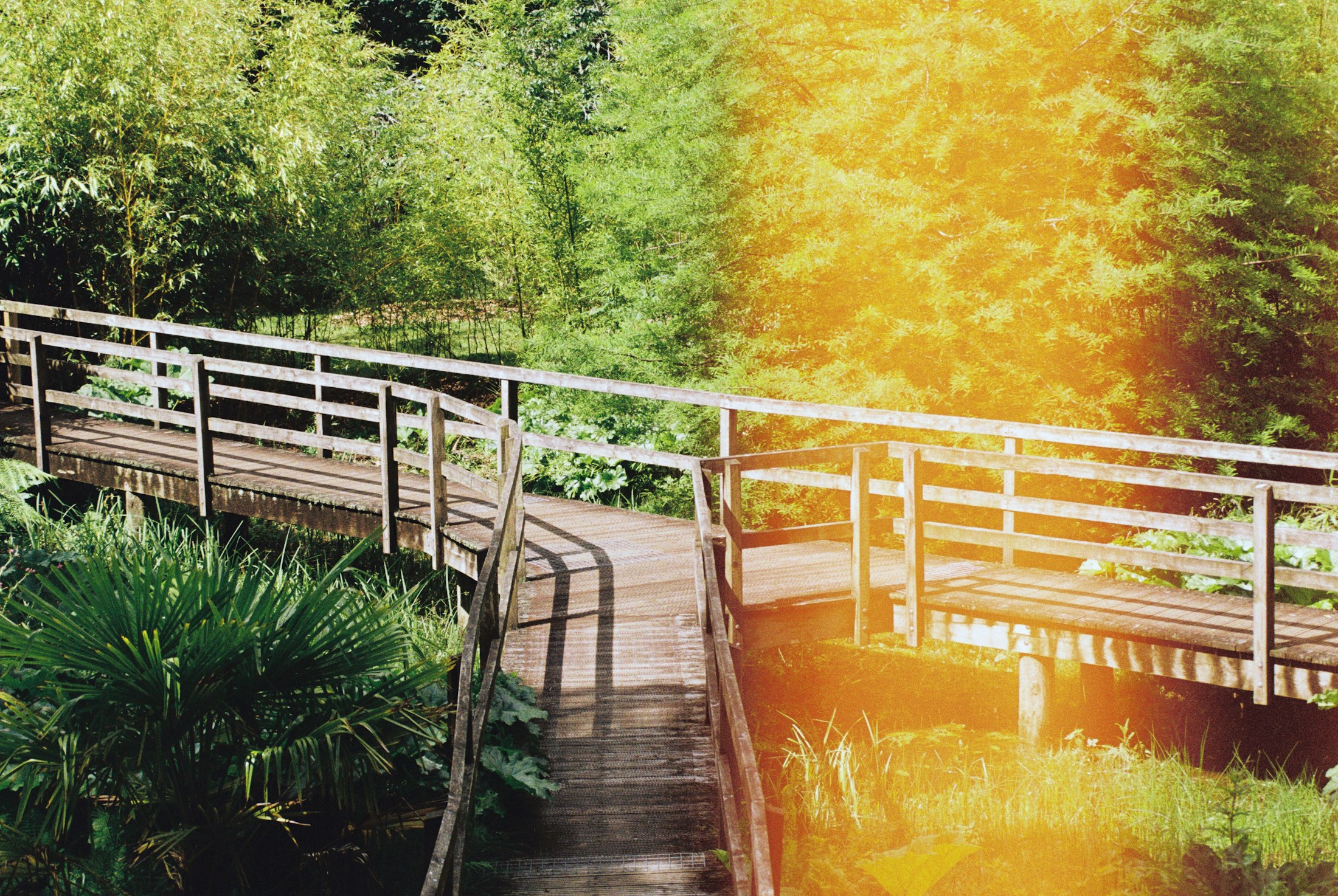 A sunlit wooden bridge through the trees