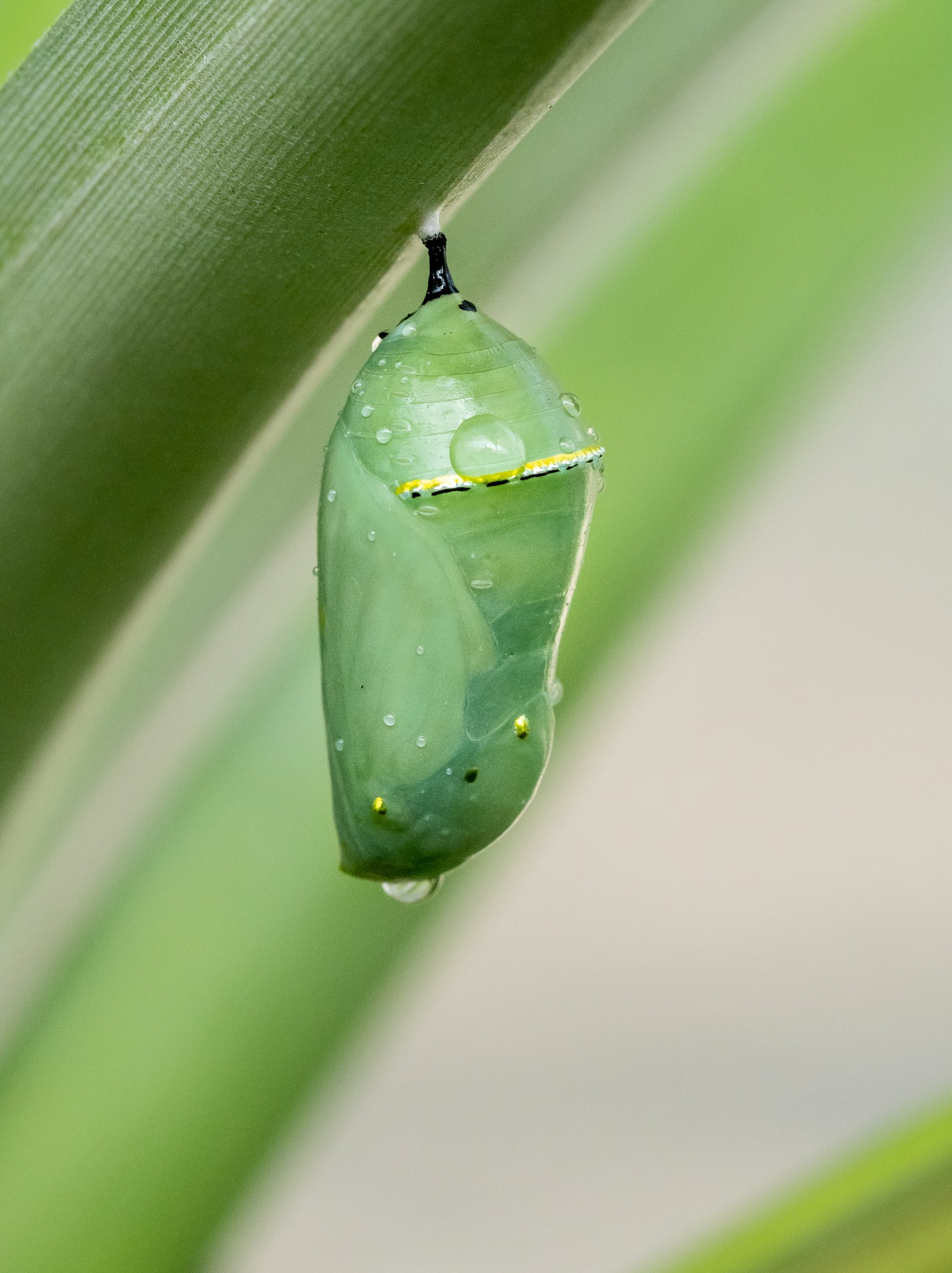 A green chrysalis hanging from a leaf