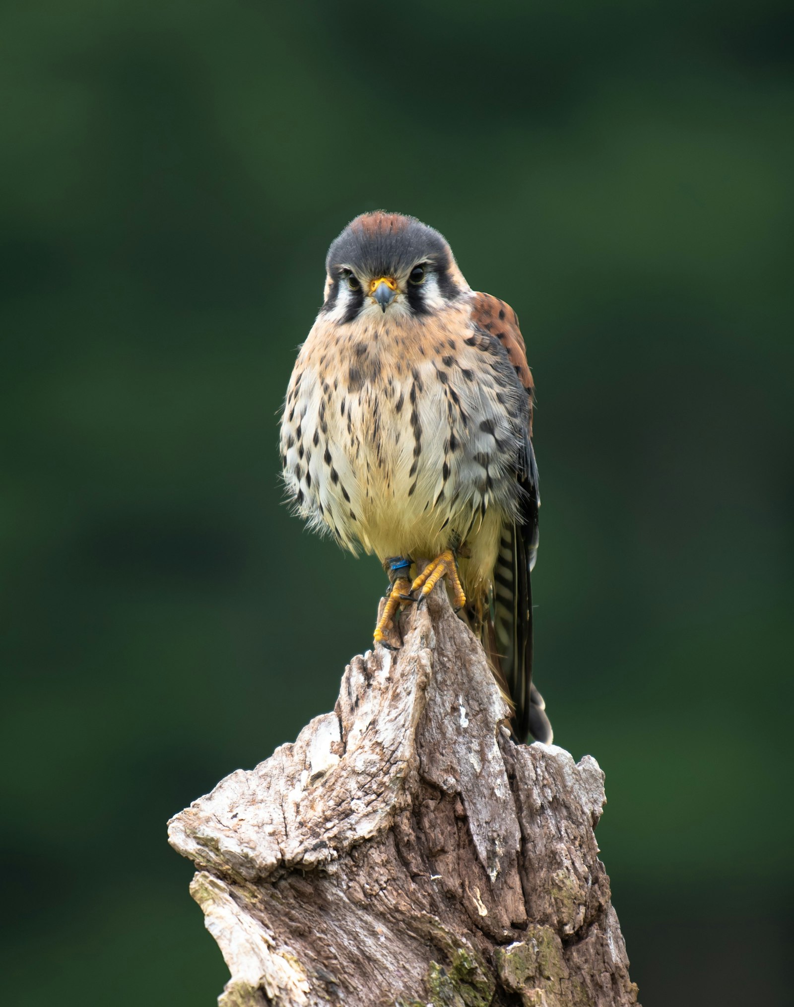 A bird perched on a weathered stump